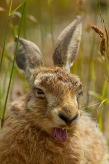 European brown hare (Lepus europaeus) adult animal yawning, Suffolk, England, United Kingdom
