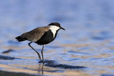Spur-winged Lapwing (Vanellus spinosus) foraging, Eilat, Israel