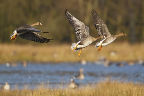 Greater White-fronted Goose (Anser albifrons) juvenile flying, North Rhine-Westphalia, Germany