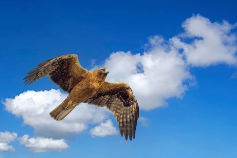 Photomontage, montage, (M), animals, birds, eagle, booted eagle, (Hieraaetus pennatus), aerial