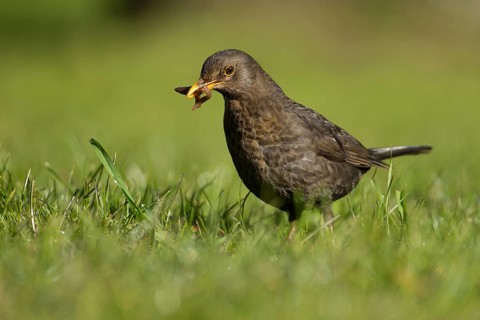 Eurasian blackbird (Turdus merula) adult female garden bird collecting worms in its beak for food