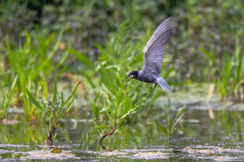 Black Tern (Chlidonias niger) calling in flight, Netherlands