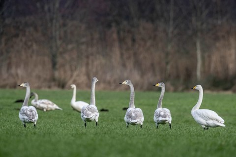 Whooper swans (Cygnus cygnus), Emsland, Lower Saxony, Germany