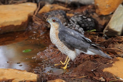 Eurasian Sparrowhawk (Accipiter nisus) male at waterhole, Andalusia, Spain