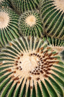Farmer's cactus (Echinopsis candicans), full size