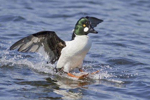Common Goldeneye (Bucephala clangula) male, British Columbia, Canada
