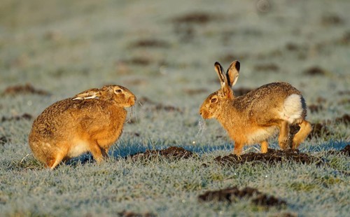 Brown hare (Lepus europaeus) pair on a hoarfrost-covered meadow, Lake Dümmer, Germany