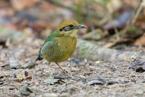 Bar-bellied Pitta (Hydrornis elliotii) female perched on the ground, Cat Tien National Park,