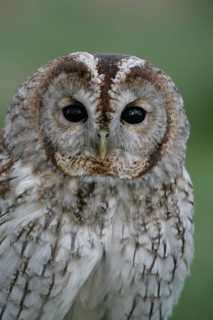 Tawny owl (Strix aluco) adult bird head portrait, England, United Kingdom