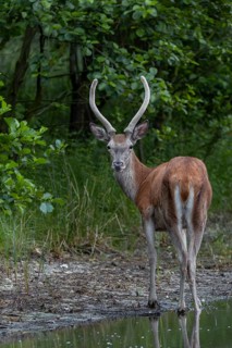 The red deer spike (Cervus elaphus) leans in my direction, caused by the shutter sound of the