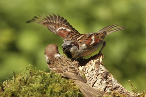 House Sparrow (Passer domesticus) male, Lower Saxony, Germany
