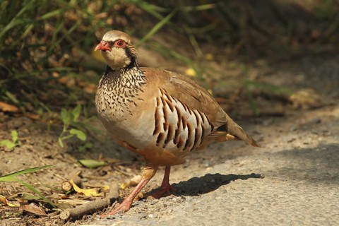 Red-legged Partridge (Alectoris rufa), Yorkshire Dales, United Kingdom
