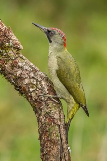 European Green Woodpecker (Picus viridis), adult female perched on a tree, Castilla Leon, Spain