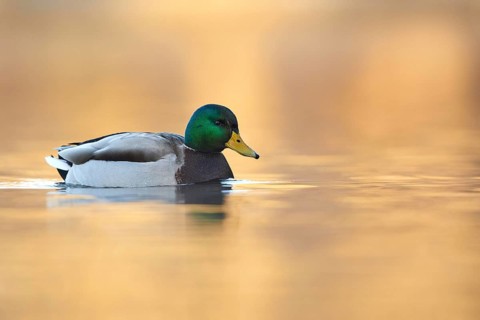 Mallard (Anas platyrhynchos) male, Bavaria, Germany
