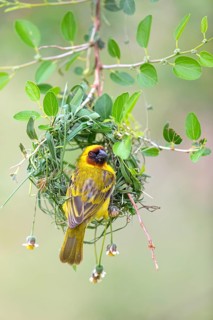 Ruppell's Weaver, Rueppell's Weaver, (Ploceus galbula), weaver bird building a nest, weaver birds,