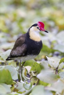 Comb-crested Jacana (Irediparra gallinacea), Queensland, Australia