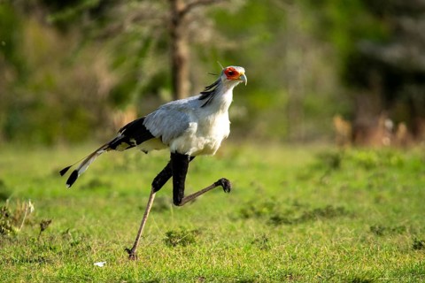 A striking secretary bird with its long legs confidently strides across the lush savannah of Kenya,