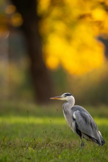 Grey heron (Ardea cinerea), animal portrait, autumn, Rosensteinpark, Stuttgart, Baden-Württemberg,