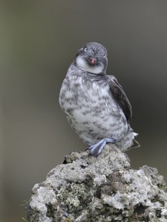 Least Auklet (Aethia pusilla), Alaska, USA