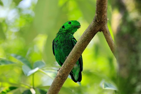 Emerald Broadbill (Calyptomena viridis), adult, male, perch, on tree, vigilant, Southeast Asia