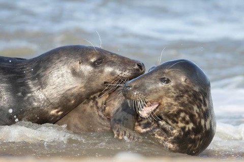 Atlantic grey seal (Halichoerus grypus) two adult marine animals in love courting on a beach on a