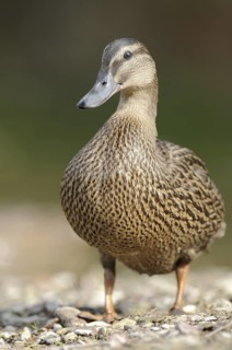 Mallard (Anas platyrhynchos) female, Thuringia, Germany
