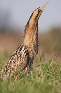 Eurasian Bittern (Botaurus stellaris) male, Nizhegorodskaya, Russia