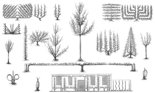 Historical illustration, Espaliers, espaliered fruit trees, historische Zeichnung, Spalierobstbäume
