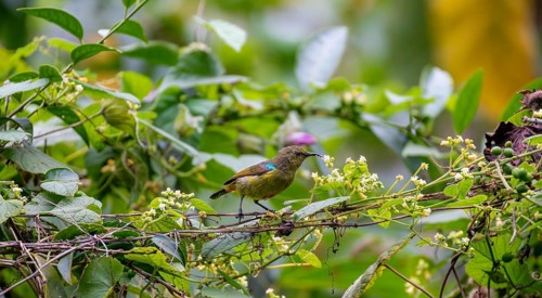 Olive-bellied Sunbird (Cinnyris chloropygius) sitting on a branch between flowers, Mgahinga Gorilla