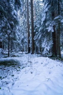 A quiet snow-covered forest with tall trees depicting a silent and cold winter landscape,