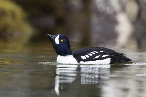 Barrow's Goldeneye (Bucephala islandica) male, Iceland