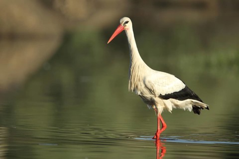 White stork (Ciconia ciconia) in the water with wet plumage, wetness, Los Barruecos, Malpartida de