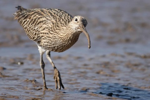 Eurasian curlew (Numenius arquata) adult wading bird on a mudflat, Norfolk, England, United Kingdom