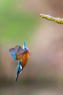 Kingfisher (Alcedo attis), adult male, in flight diving from a branch into a stream to catch a
