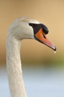 Mute Swan (Cygnus olor) male, Utrecht, Netherlands