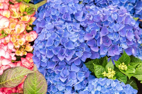 Garden hydrangea (Hydrangea macrophylla 'Amor' - blue), Plantarium 2016, Netherlands