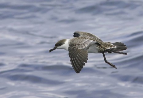 Great Shearwater (Ardenna gravis), South Australia, Australia