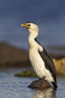 Little Pied Cormorant (Microcarbo melanoleucos), New South Wales, Australia
