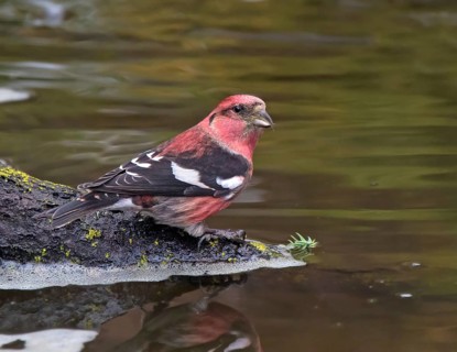 A male White-winged Crossbill, Loxia leucoptera, perched by a backyard pond in Saskatoon,