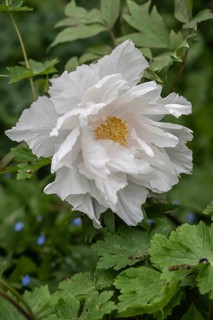 Shrub peony (Paeonia suffruticosa), Emsland, Lower Saxony, Germany