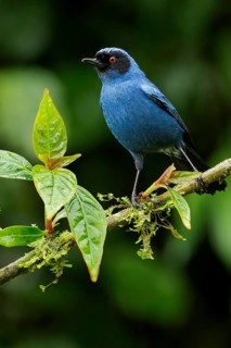 Masked Flowerpiercer (Diglossopis cyanea) perched on a branch in the Andes Mountains of Colombia