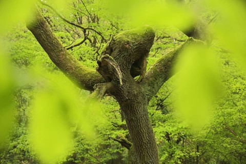 Quaint old sessile oak (Quercus petraea) with branch fork and green blurred spots, mossy tree