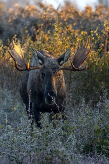 The bull moose (Alces alces) looks even more impressive when viewed from the front, hoarfrost,