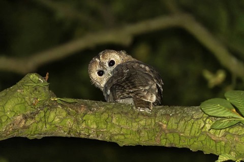 Tawny owl (Strix aluco), Westend Nord, Frankfurt am Main, Hesse, Germany
