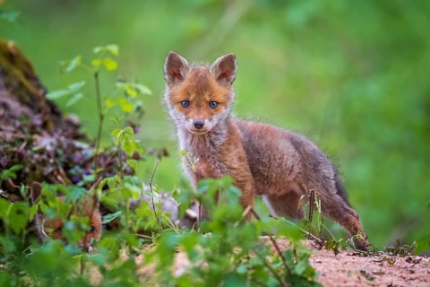 Red Fox (Vulpes vulpes) puppy, Saxony-Anhalt, Germany