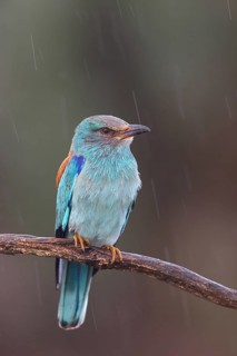 European roller (Coracias garrulus), on perch, Hides de El Taray / Roller Hide, Villafranca de los