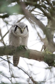 Northern Hawk-Owl (Surnia ulula), Saxony, Germany