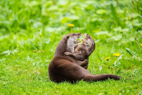 Eurasian otter (Lutra lutra) playing with each other in the grass, Bavaria, Germany