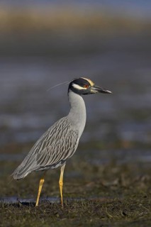Yellow-crowned Night Heron (Nyctanassa violacea), Florida, USA