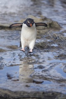 Southern Rockhopper Penguin (Eudyptes chrysocome) hopping, Saunders Island, Falkland Islands